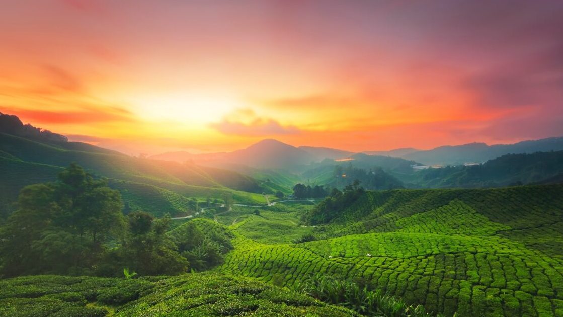 Panduan Lengkap Kedai Camera di Cameron Highlands, Malaysia untuk Fotografer 1 panduan lengkap kedai camera di cameron highlands malaysia untuk fotografer