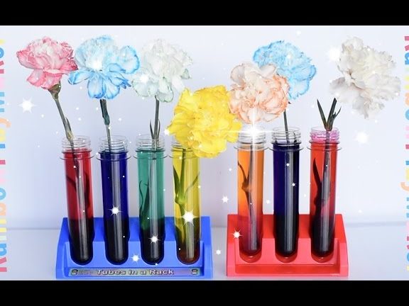 Carnation Colour Lab 1 carnation colour lab